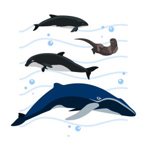 corriente-mamiferos-marinos-final-v1